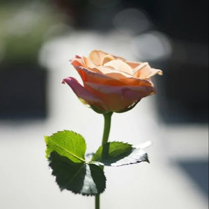 郭秀云《初解罗裳》电影完整版
